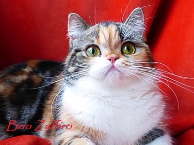 шотландская короткошерстная кошка из Московского питомника шотландских вислоухих кошек GENTLY FAIRYTALE BRIO ZAFFIRO