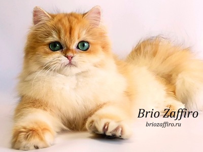 Золотая британская длинношерстная шиншилла из Москвы Qasandra Brio Zaffiro