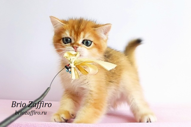 Британская шиншилла из Mосквы