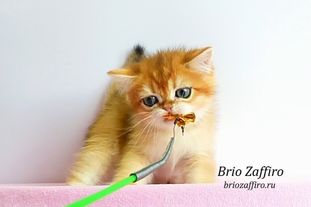 Британская шиншилла из Mосквы