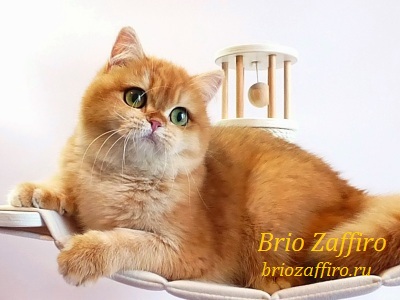 Золотая британская кошка из Москвы X'Ariadna Brio Zaffiro