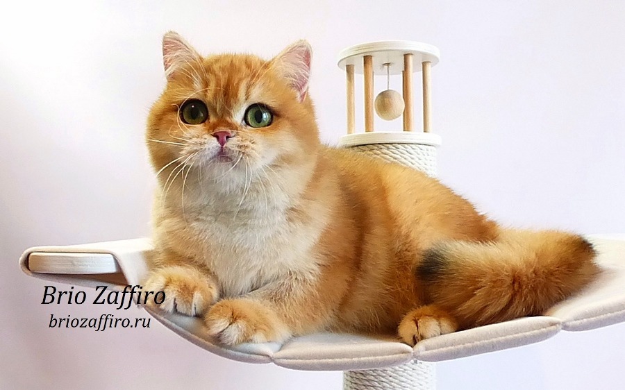 Золотая британская кошка. Москва.