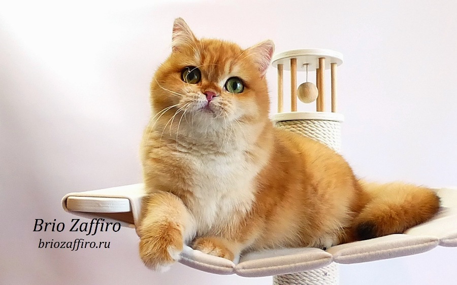 Золотая британская кошка. Москва.