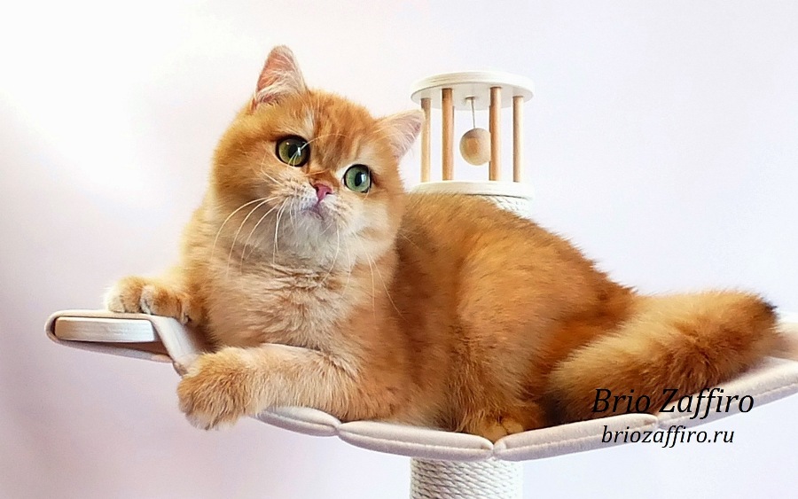 Золотая британская кошка. Москва.
