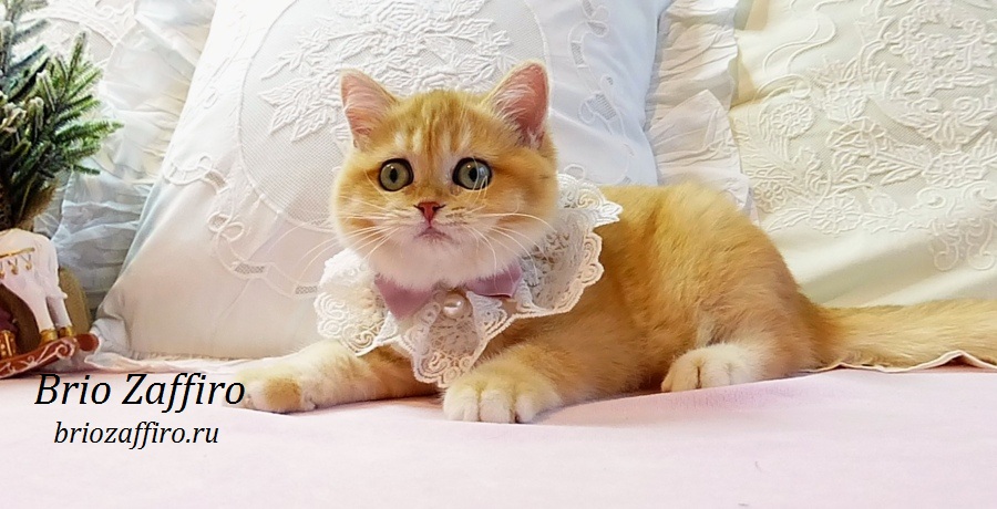 Британская шиншилла котенок из Mосквы