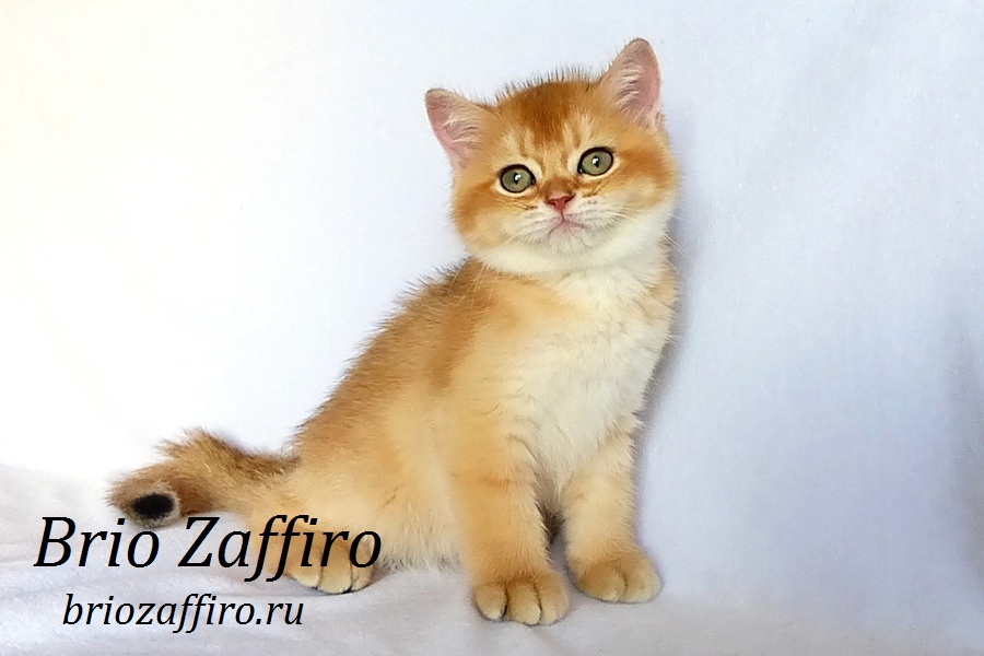 Фото Золотая шиншилла котенок британский