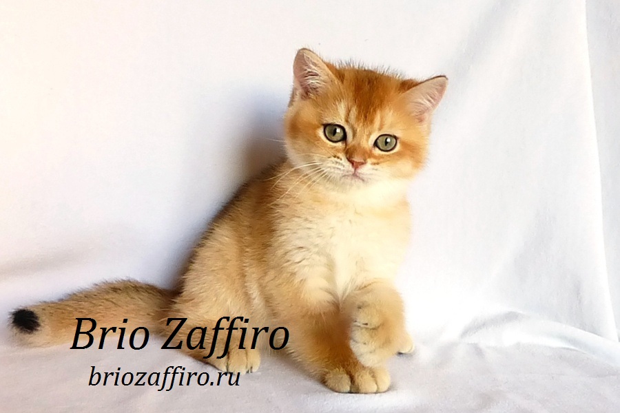 Фото Золотая шиншилла котенок британский