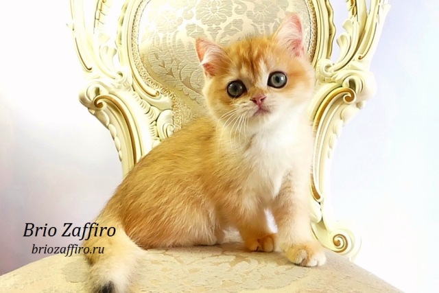 Золотые котята шиншиллы Mосква