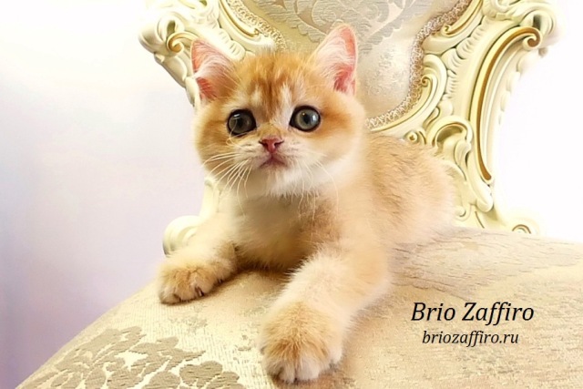 Золотые котята шиншиллы Mосква