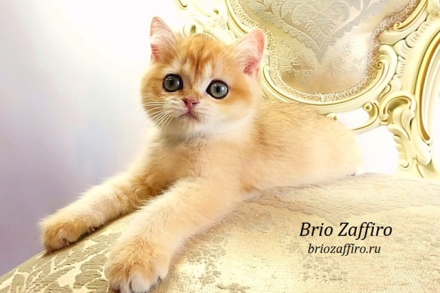 Золотые котята шиншиллы Mосква