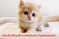 золотые британские котята питомник в москве