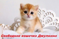 золотые британские котята питомник в москве