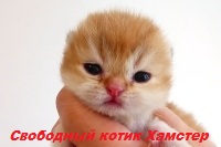 Продажа золотых котят в Москве