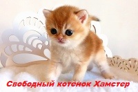 Продажа золотых котят в Москве