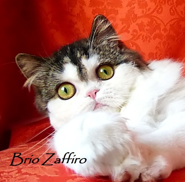 Фото шотландского котенка Xanti Enigma Brio Zaffiro -  хайленд страйта в окрасе черный рисованный арлекин. SCL n21 02