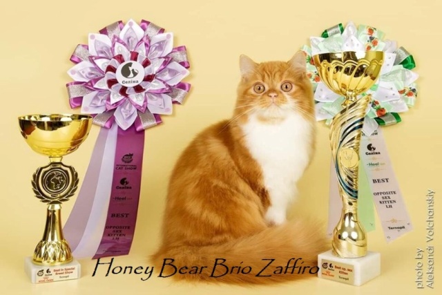 Хайленд страйт красный мраморный биколор Honey Bear Brio Zaffiro на выставке кошек 