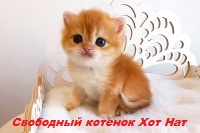 Золотая британская шиншилла котенок продажа