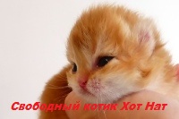Золотая британская шиншилла котенок продажа