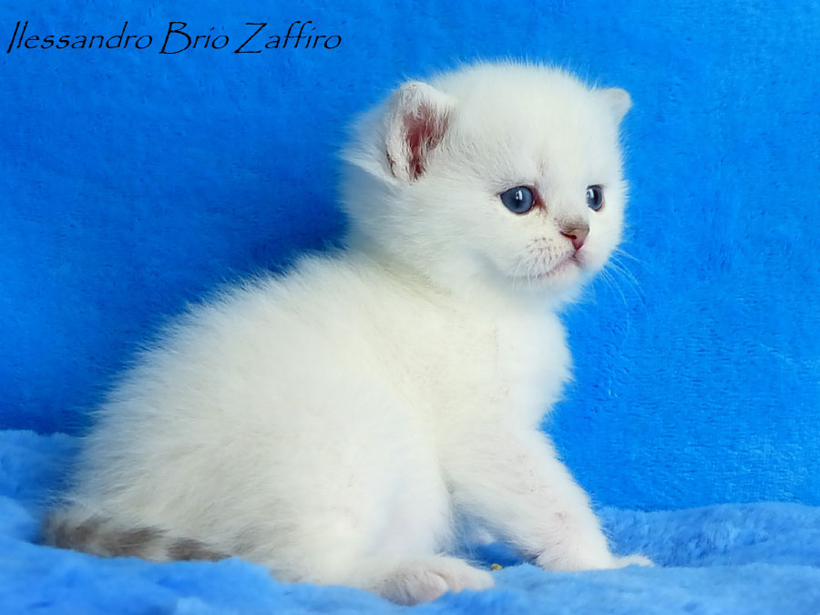 Фотографии Ilessandro Brio Zaffiro - котенка британской шиншиллы из Московского питомника кошек