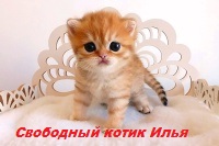 золотые британские котята питомник в москве