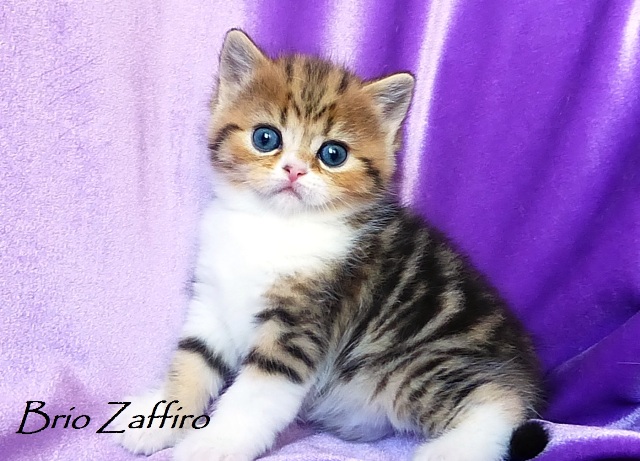 Купить шотландского котенка в Москве в питомнике шотландских кошек BRIO ZAFFIRO. Купить мраморного котенка биколора Москва. Купить шотландца котенка красивого короткошерстного.