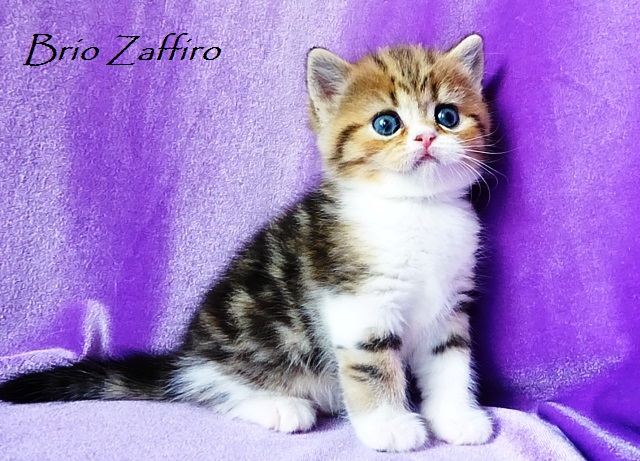 Купить шотландского котенка в Москве в питомнике шотландских кошек BRIO ZAFFIRO. Купить мраморного котенка биколора Москва. Купить шотландца котенка красивого короткошерстного.