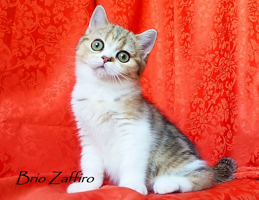 Шотландский котенок биколор из Москвы. Мраморный биколор шотландская короткошерстная.Isis Brio Zaffiro из питомника шотландских кошек.