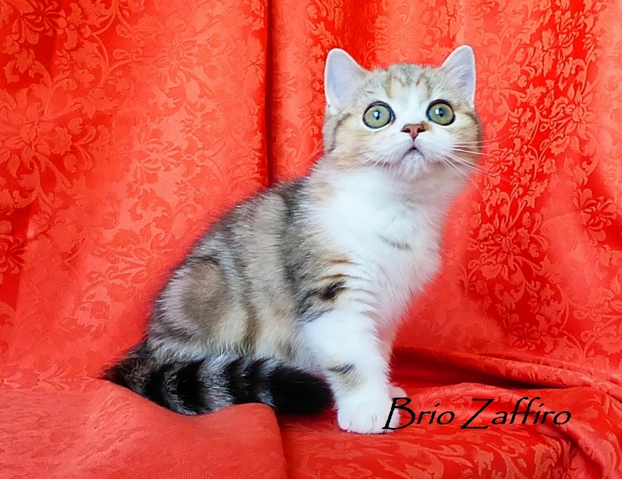 Шотландский котенок биколор из Москвы. Мраморный биколор шотландская короткошерстная.Isis Brio Zaffiro из питомника шотландских кошек.