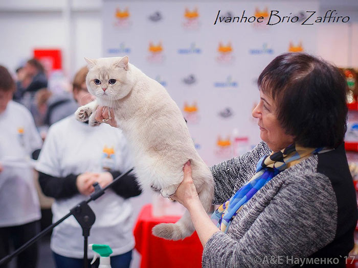 Москва, 08-09 апреля 2017 года, международная выставка кошек Кубок Валенсии по системе WCF