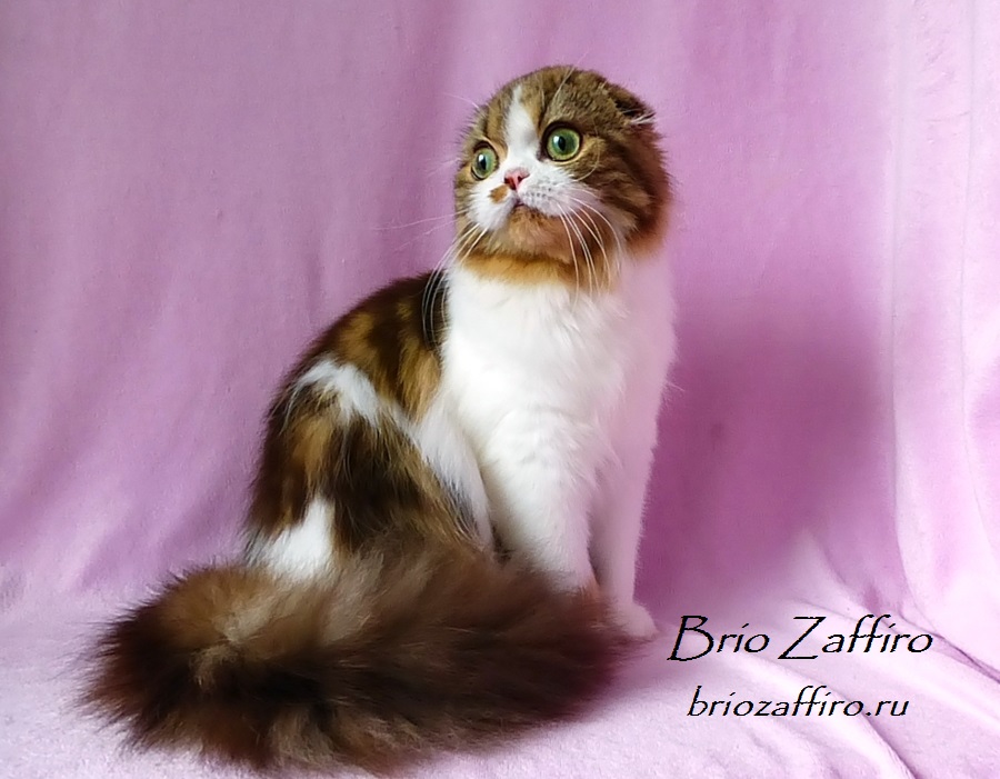 Фото шотландской вислоухой кошки Jadore Brio Zaffiro шоколадной биколорной хайленд фолд.