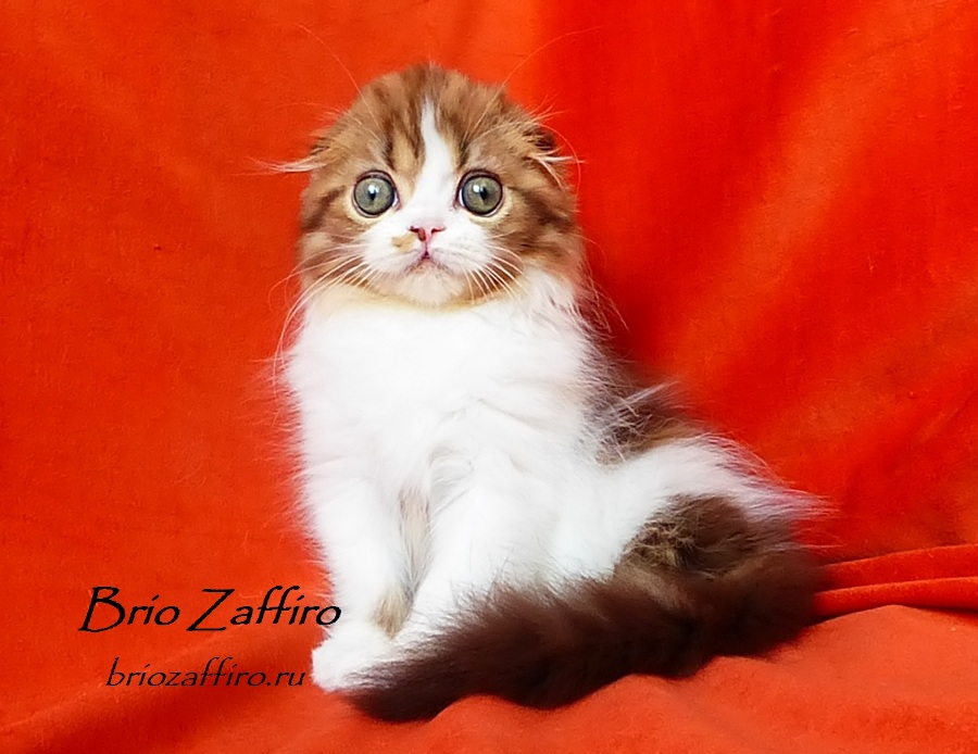 Фотогалерея кошки Jadore Brio Zaffiro шоколадной биколорной хайленд фолд. Красивейший шотландский глазастый котенок. Высокопородный котенок хайленд фолд. Шотландский шоколадный котенок.