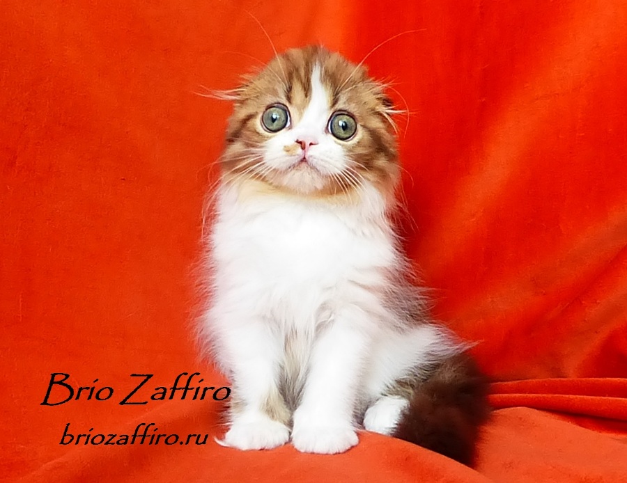 Фотогалерея кошки Jadore Brio Zaffiro шоколадной биколорной хайленд фолд. Красивейший шотландский глазастый котенок. Высокопородный котенок хайленд фолд. Шотландский шоколадный котенок.