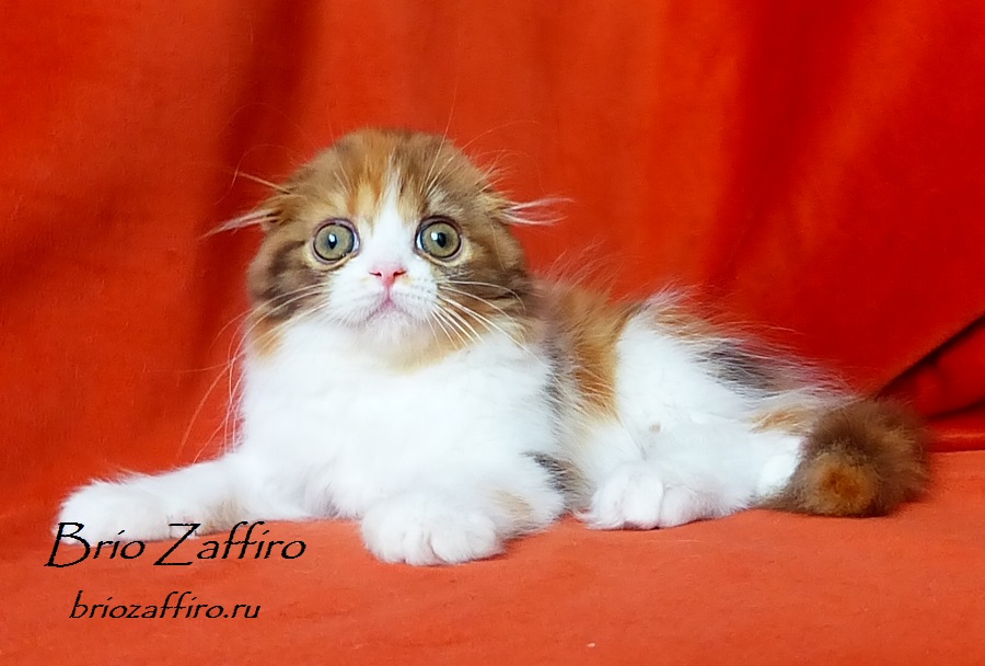 Котенок шотландский вислоухий. Купить шотландского вислоухого котенка в Московском питомнике кошек BRIO ZAFFIRO. Кошка хайленд фолд шоколадная черепаха биколор Jane Brio Zaffiro.