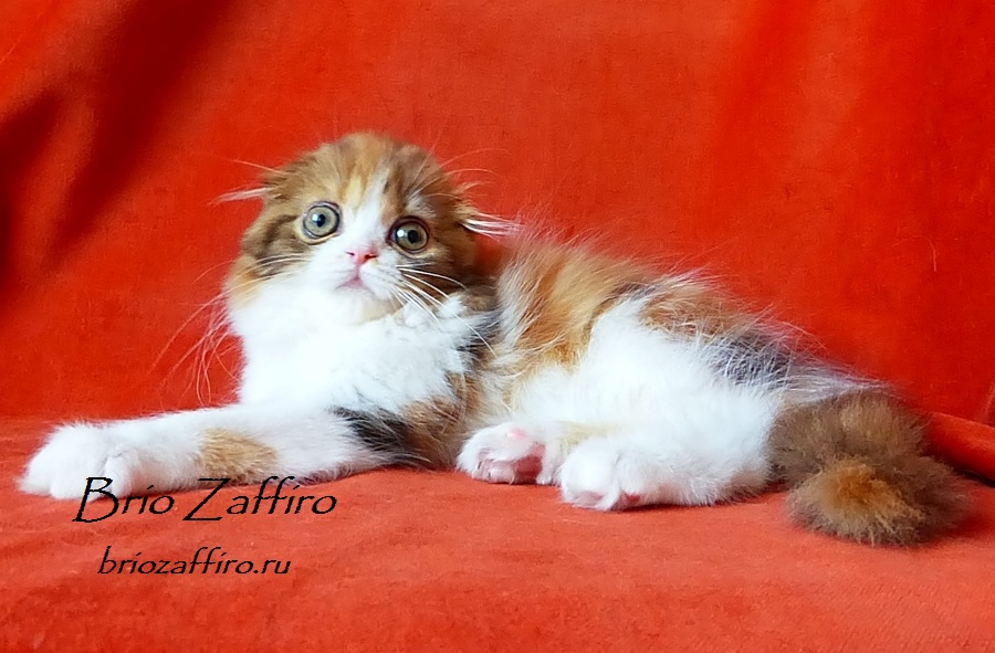 Котенок шотландский вислоухий. Купить шотландского вислоухого котенка в Московском питомнике кошек BRIO ZAFFIRO. Кошка хайленд фолд шоколадная черепаха биколор Jane Brio Zaffiro.