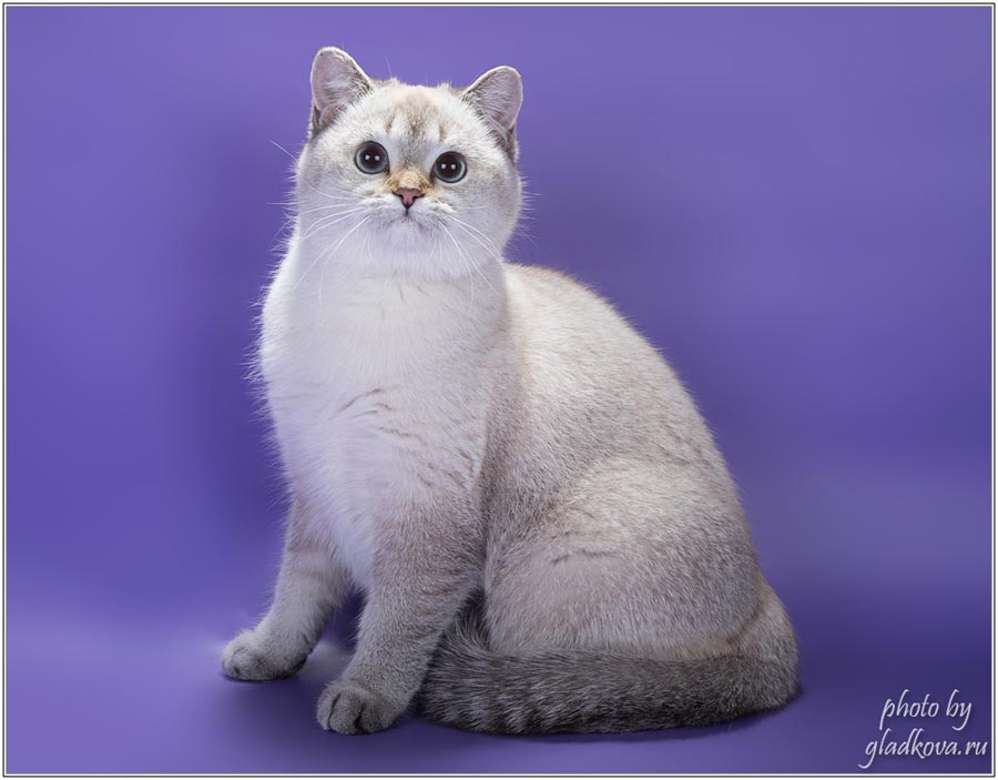 Фото кошки британской шиншиллы из Московского питомника 