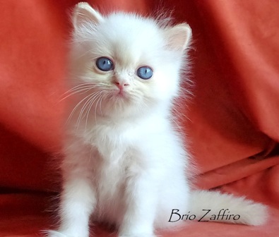 Фото Jeff Brio Zaffiro highland straight colorpoint купить шотландского котенка в Москве с голубыми глазами в питомнике шотландских кошек
