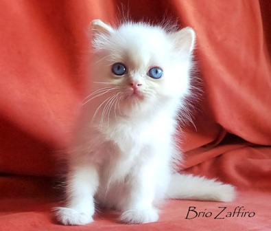 Фото Jeff Brio Zaffiro highland straight colorpoint купить шотландского котенка в Москве с голубыми глазами в питомнике шотландских кошек