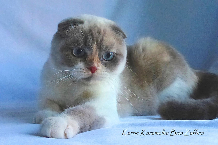 Фотографии шотландской вислоухой голубоглазой кошки Karrie Karamelka из питомника шотландских кошек Brio Zaffiro из Москвы. 
