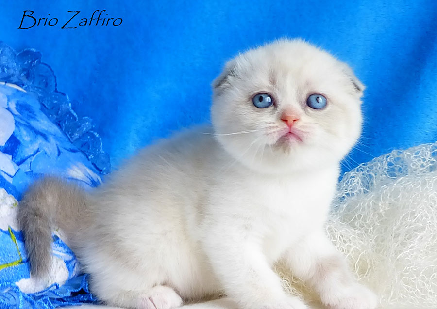 Фотографии британского котенка Karrie Karamelka из питомника шотландских кошек Brio Zaffiro из Москвы. 