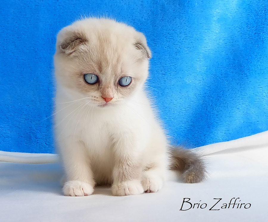 Фотографии британского котенка Karrie Karamelka из питомника шотландских кошек Brio Zaffiro из Москвы. 