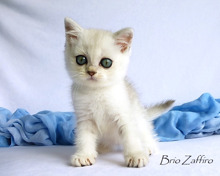 Katarina Brio Zaffiro british silver chinchilla kitten ns11 купить британского котенка в Москве в питомнике кошек