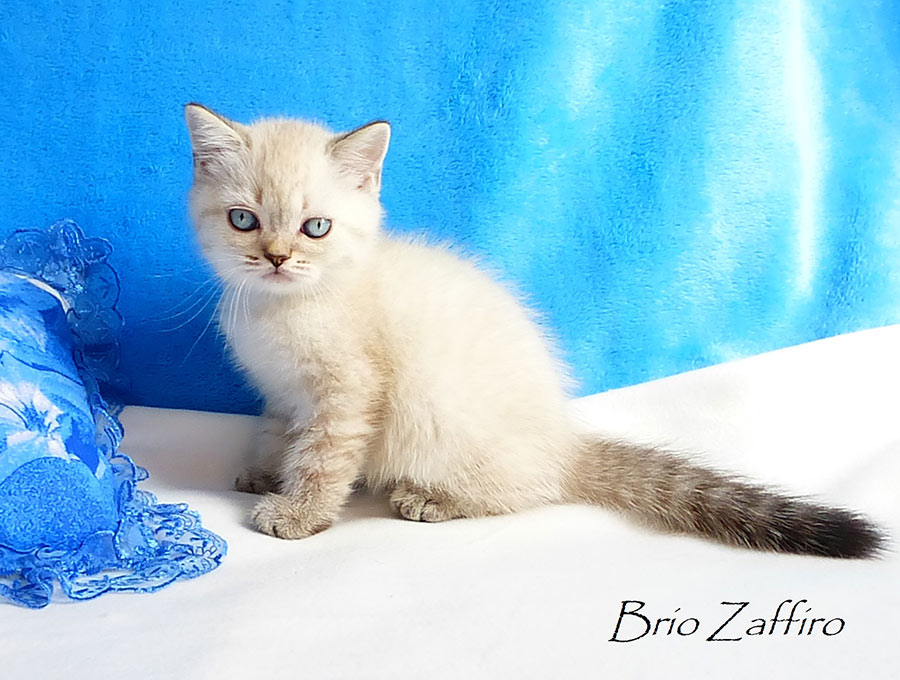 Фото британского котенка Kenneth Brio Zaffiro из Москвы, из питомника шотландских кошек.