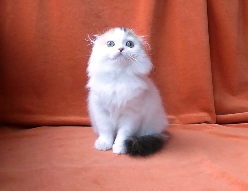 Купить красивого шотландского вислоухого котенка Москва. Красивая кошечка хайленд фолд черепаха арлекин на серебре Klarisa Brio Zaffiro
