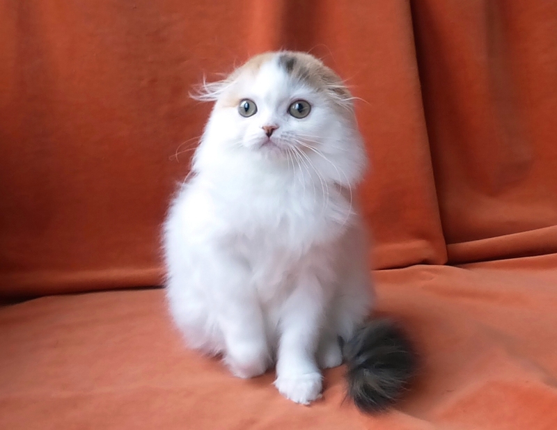 Купить красивого шотландского вислоухого котенка Москва. Красивая кошечка хайленд фолд черепаха арлекин на серебре Klarisa Brio Zaffiro