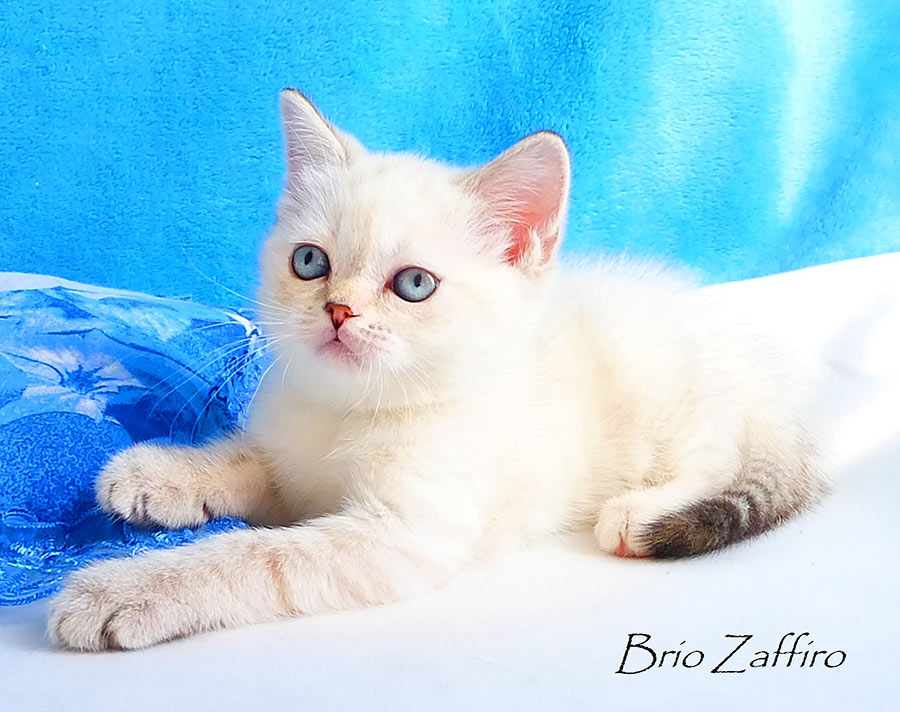 Фотографии британского котенка Konstanze из питомника шотландских кошек Brio Zaffiro из Москвы. 