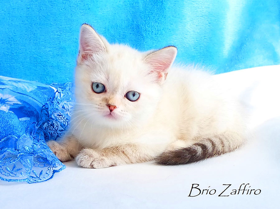 Фотографии британского котенка Konstanze из питомника шотландских кошек Brio Zaffiro из Москвы. 
