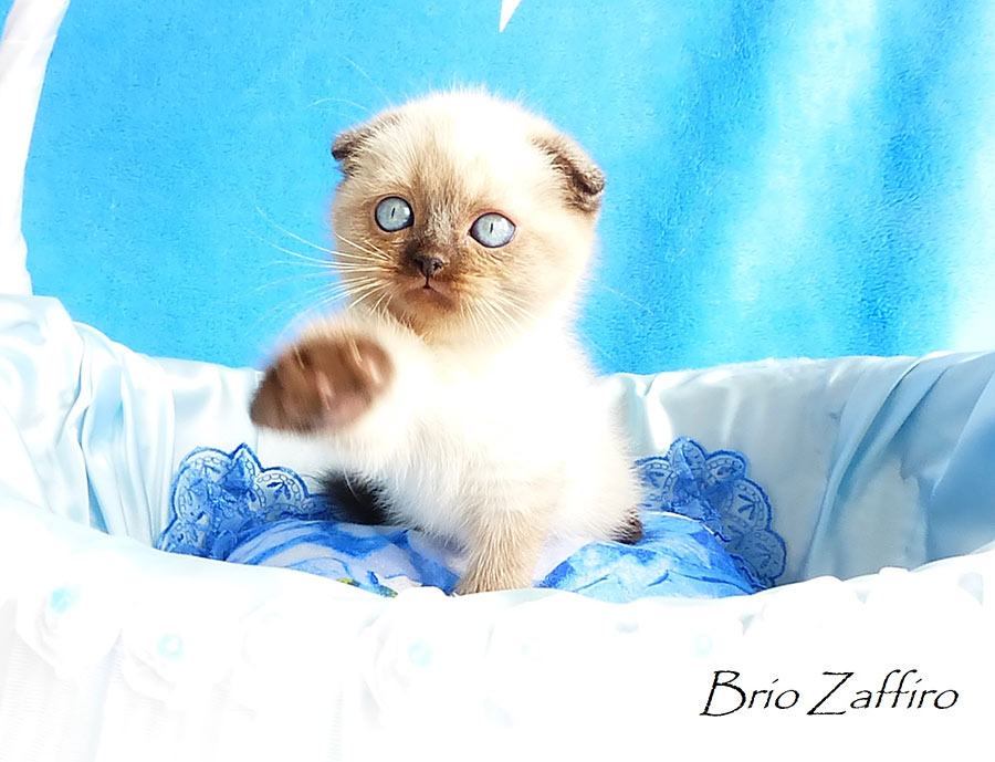 Фото котенка Kristoffer Московского питомника кошек 