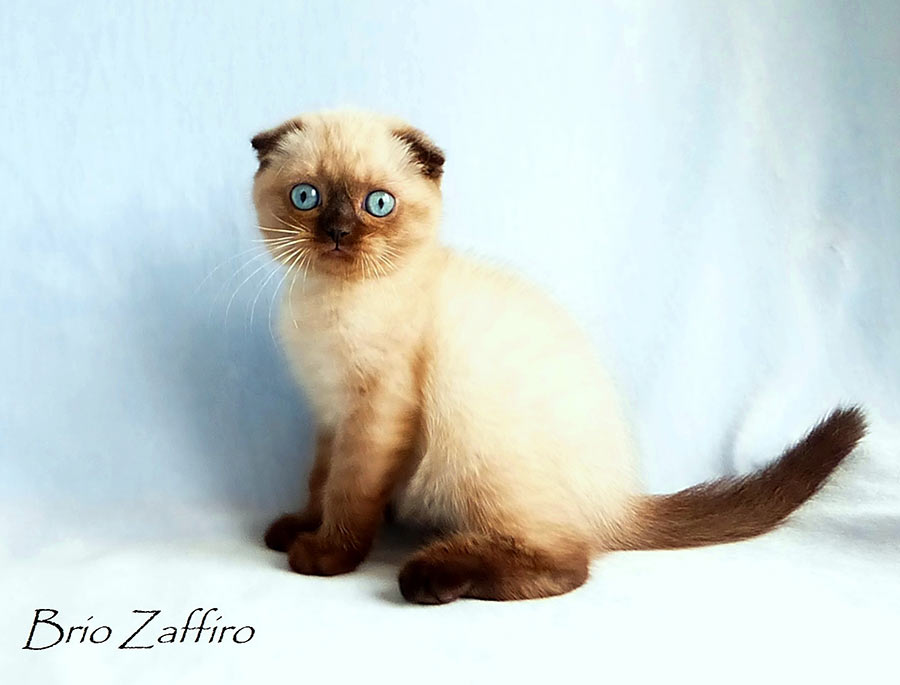 Фото котенка Kristoffer Московского питомника кошек 