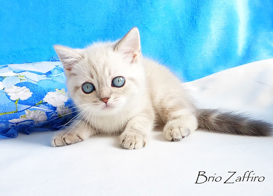 Фото котенка Kurt из питомника шотландских кошек Brio Zaffiro из Москвы.