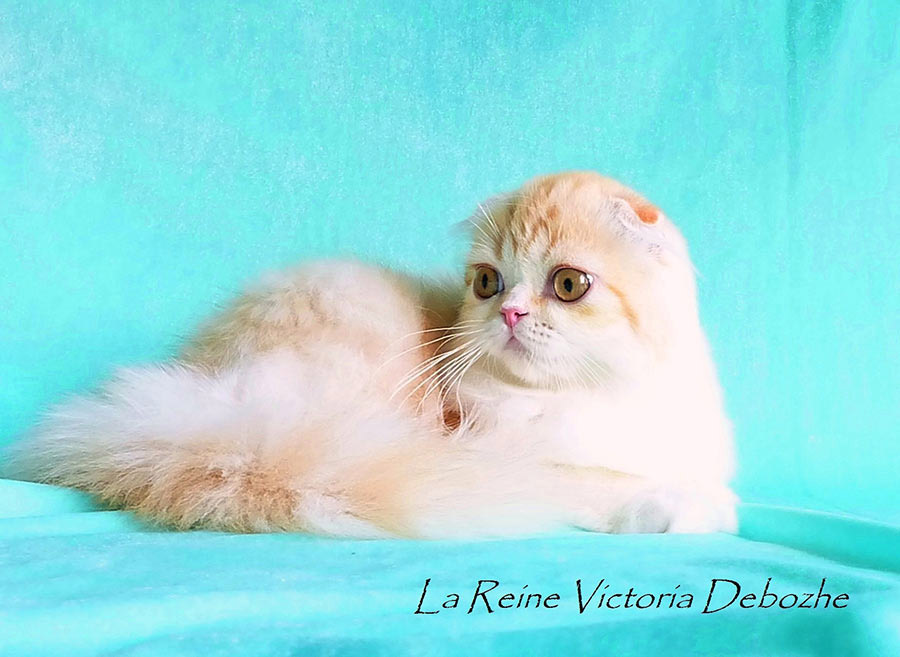 Фото шотландской кошки хайленд фолд La Reine Victoria Debozhe киз Московского питомника 